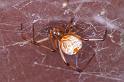 Latrodectus_hasselti_D3400_Z_85_E. of Nuendah homestead_Australie